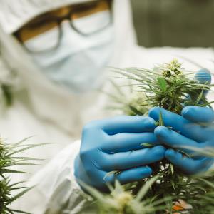 No increase in hypertension risk with lifetime cannabis use