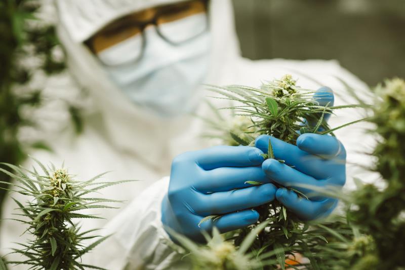 No increase in hypertension risk with lifetime cannabis use
