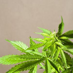 Is cannabis protective against proliferative vitreoretinopathy after retinal detachment repair?