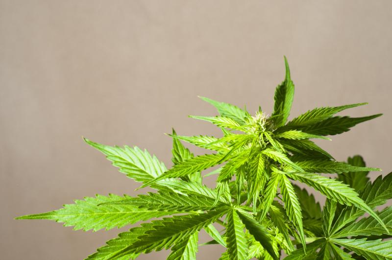 Is cannabis protective against proliferative vitreoretinopathy after retinal detachment repair?