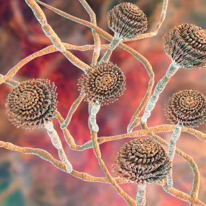 Olorofim shows promise in invasive fungal disease