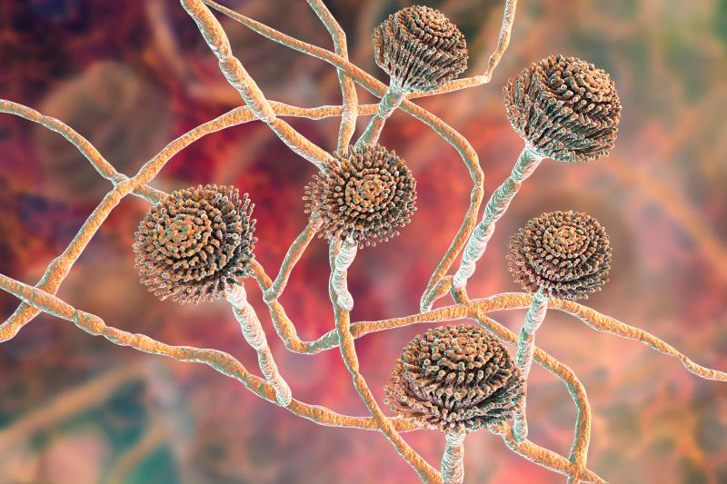 Olorofim shows promise in invasive fungal disease