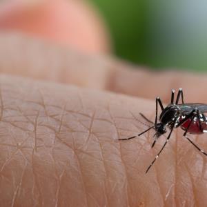New model predicts critical admission in children with dengue