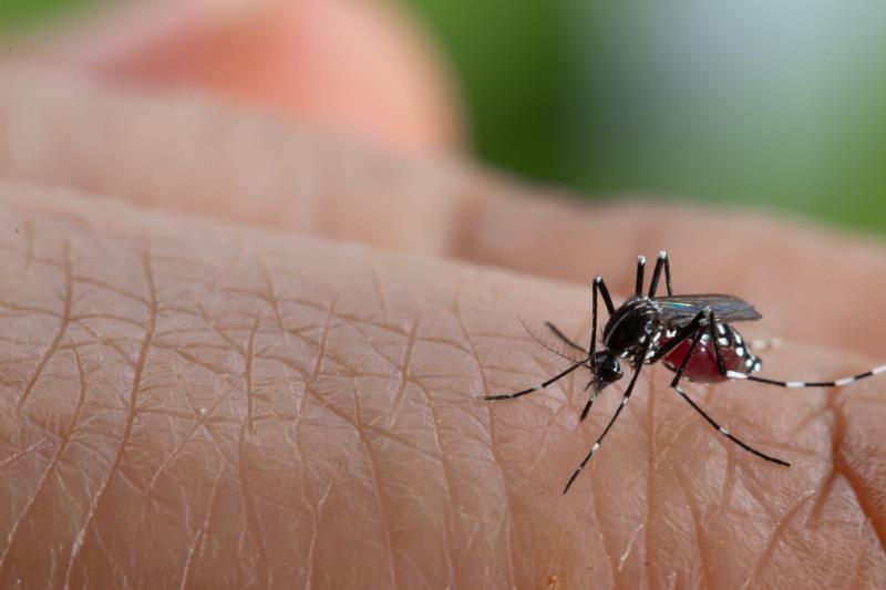 New model predicts critical admission in children with dengue
