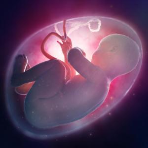 Placental weight predicts offspring BMI, with diminishing effects