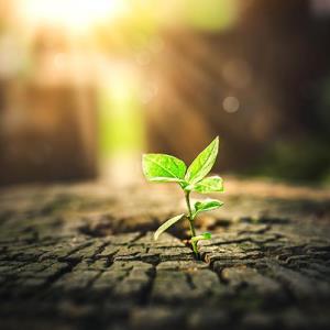 JAK inhibitor a new hope for new-onset T1D?