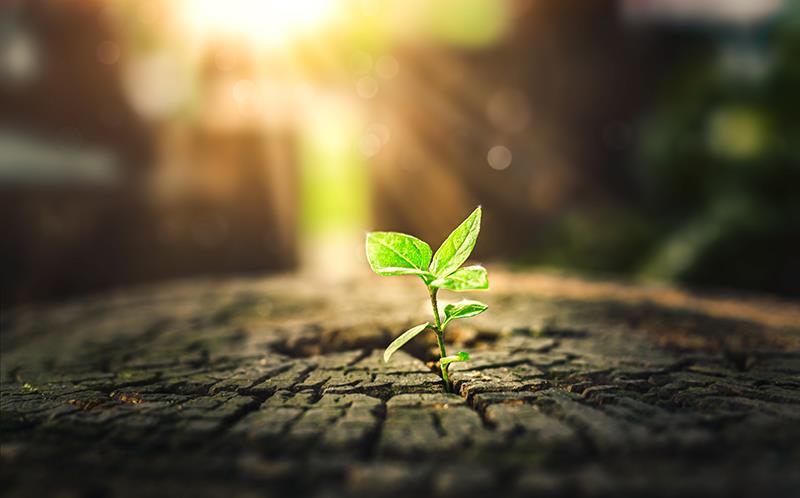 JAK inhibitor a new hope for new-onset T1D?