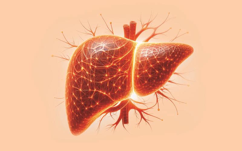 Key Updates in MASLD/MASH 2025