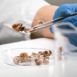 Psilocybin eases depression, with minor impact on brain responsiveness