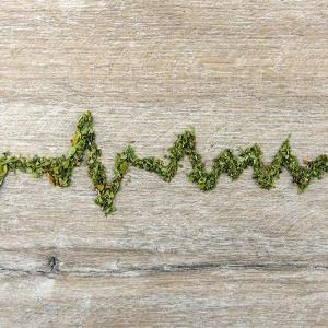 Real-world data captures risk of major cardiac events with cannabis use