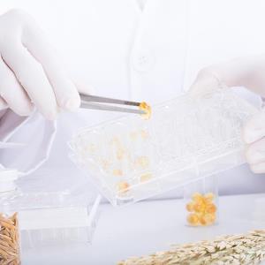 Rice bran extract eases depressive symptoms in adults