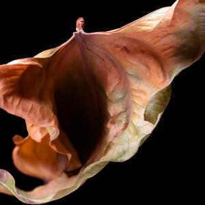 FIGO stage >I predicts vulvar cancer recurrence