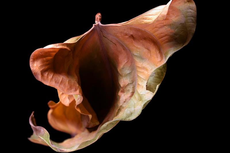 FIGO stage >I predicts vulvar cancer recurrence