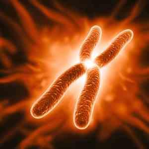 Vitamin D slows telomere attrition, prolonging life span