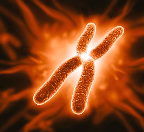 Vitamin D slows telomere attrition, prolonging life span