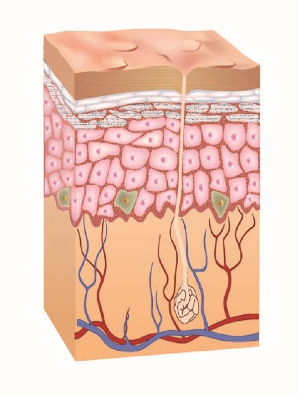 Atopic Dermatitis (Pediatric)
