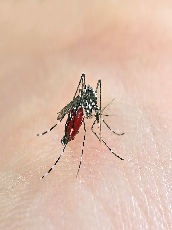 Dengue
