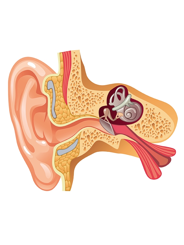 Otitis Media - Acute (Pediatric)