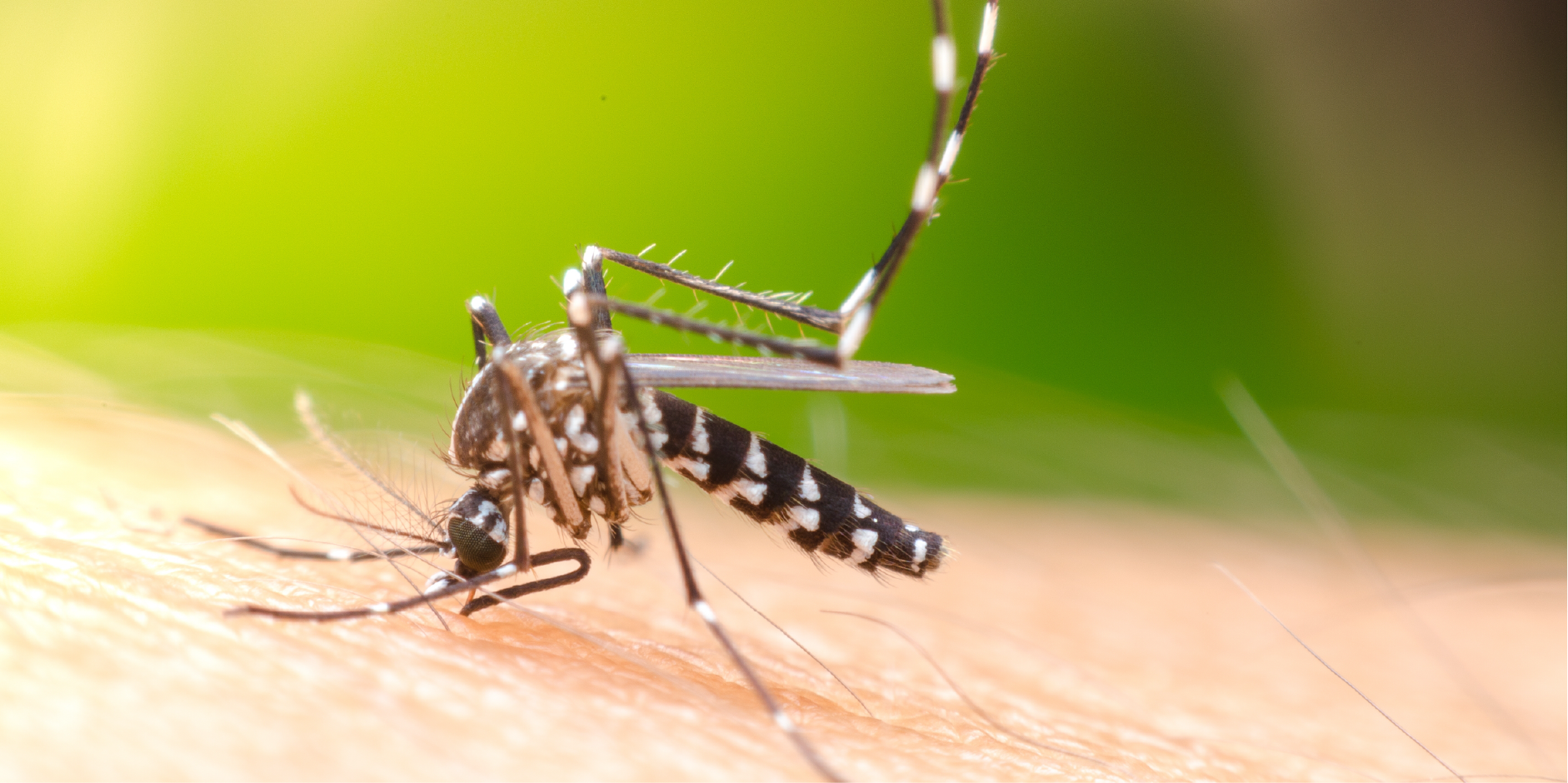 Dengue_Disease Summary